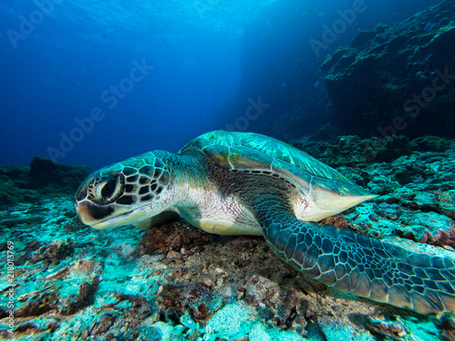 Green sea turtle