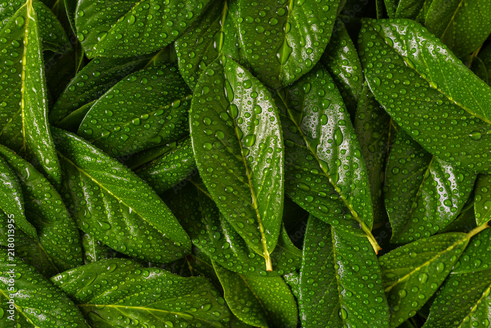 Fototapeta Drops of water on bright green leaves.