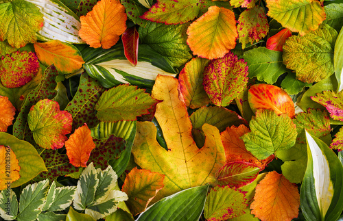 Texture of the leaves in early autumn.