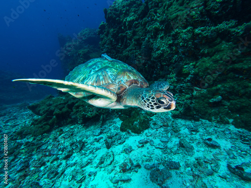 Green sea turtle