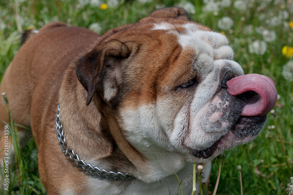Cute english bulldog is standing on a blooming meadow. Close up. Cute english bulldog is standing on a blooming meadow. Close up.