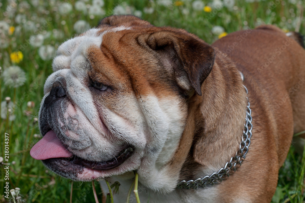 Cute english bulldog is standing on a spring meadow.
