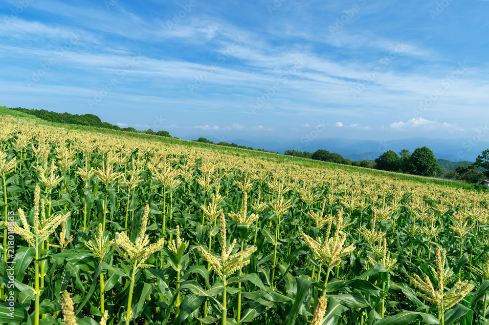 【青森県弘前市岩木山麓】岩木山麓は嶽きみの花が満開