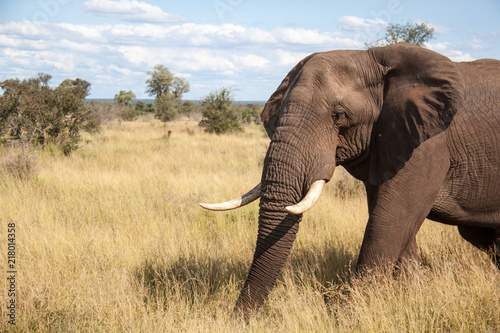 Bull Elephant in Kruger