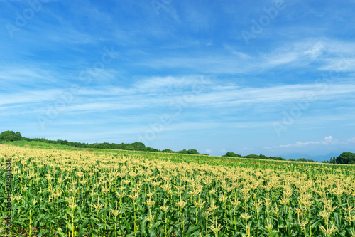 【青森県弘前市岩木山麓】岩木山麓は嶽きみの花が満開