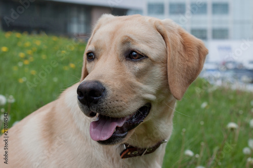 Cute labrador retriever is sitting on a spring meadow. Close up. Pet animals.