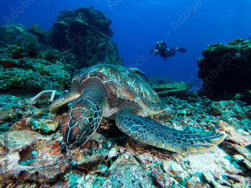 Green sea turtle