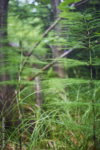 Greenery. Forest green. Summer in the mountains. Screensaver. Painting of nature.