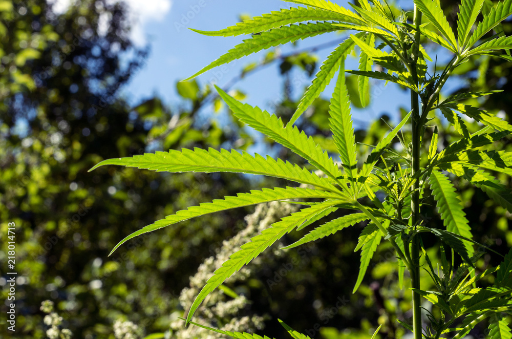 A hemp plant on a blurred natural background with trees and sky. Selective focus. A hemp plant on a blurred natural background with trees and sky. Selective focus.