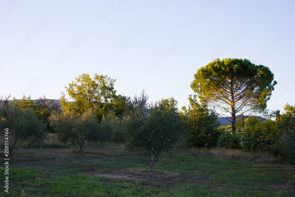 Fototapeta premium Vegetation in in Summer in the Provence, France
