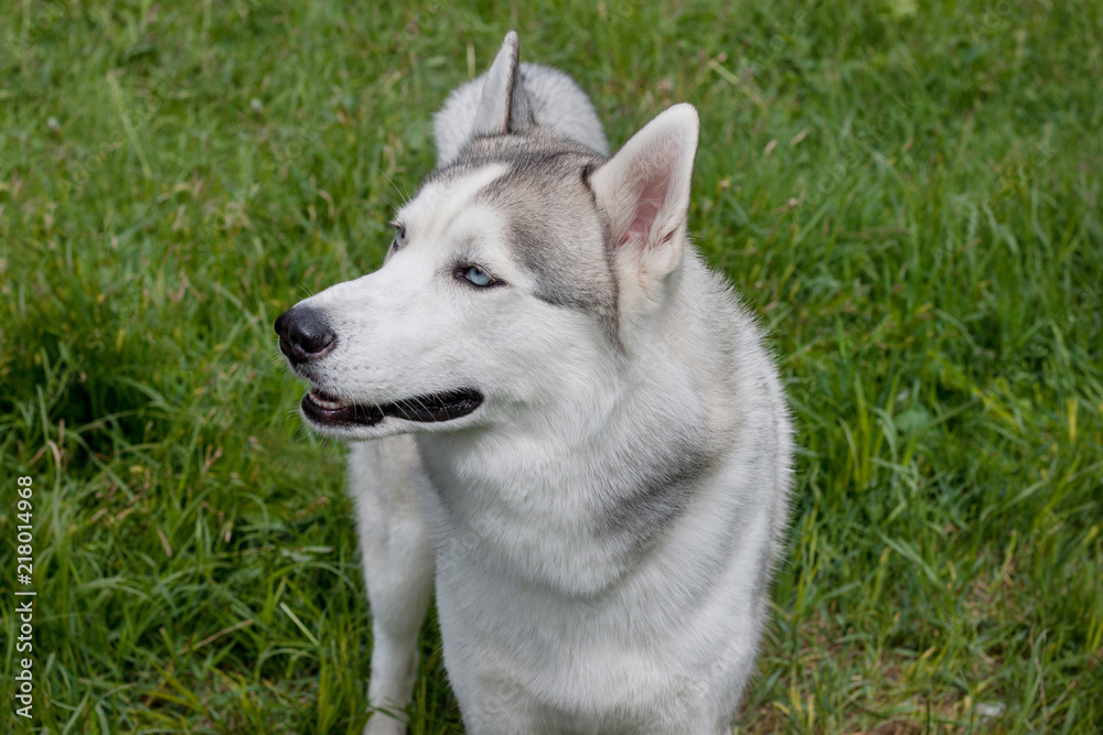 Siberian husky is standing on a green meadow. Pet animals. Siberian husky is standing on a green meadow. Pet animals.