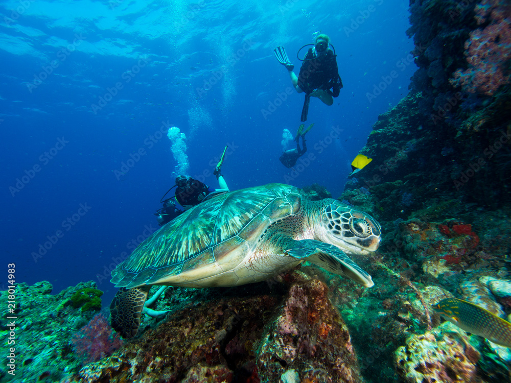Fototapeta premium Green sea turtle