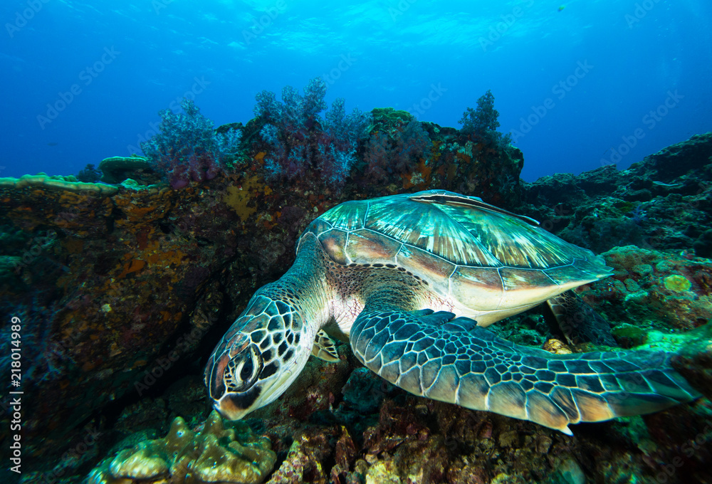 Obraz premium Green sea turtle