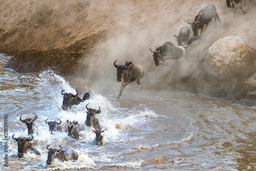 Wildebeest crossing the Mara River during the Great Migration photo