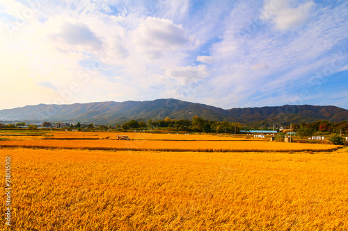 golden ripe rice field in Korea