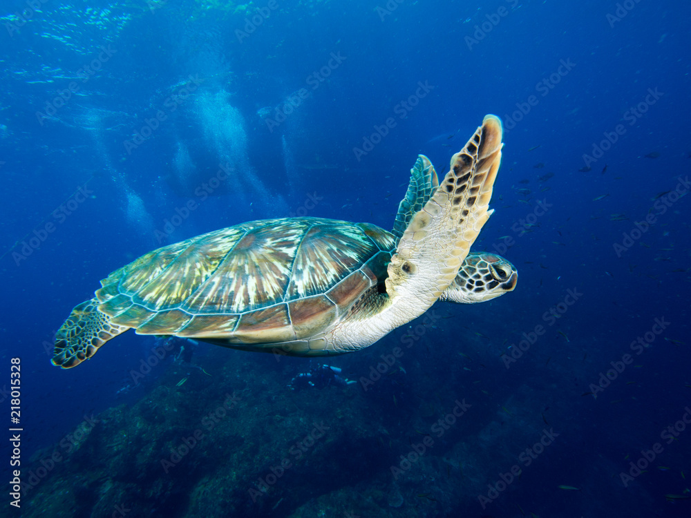 Fototapeta premium Green sea turtle