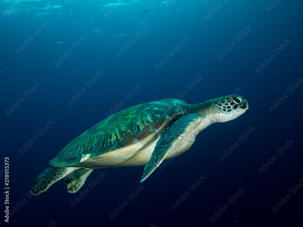 Green sea turtle Green sea turtle