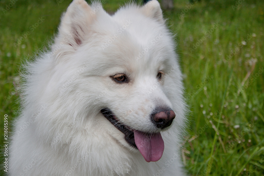 Samoyed dog close up. Samoiedskaya sobaka or nenetskaya laika.