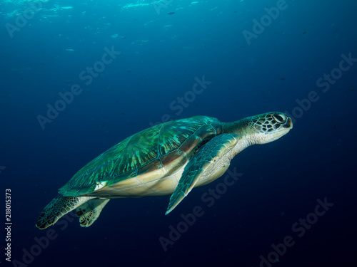 Green sea turtle © Magnus