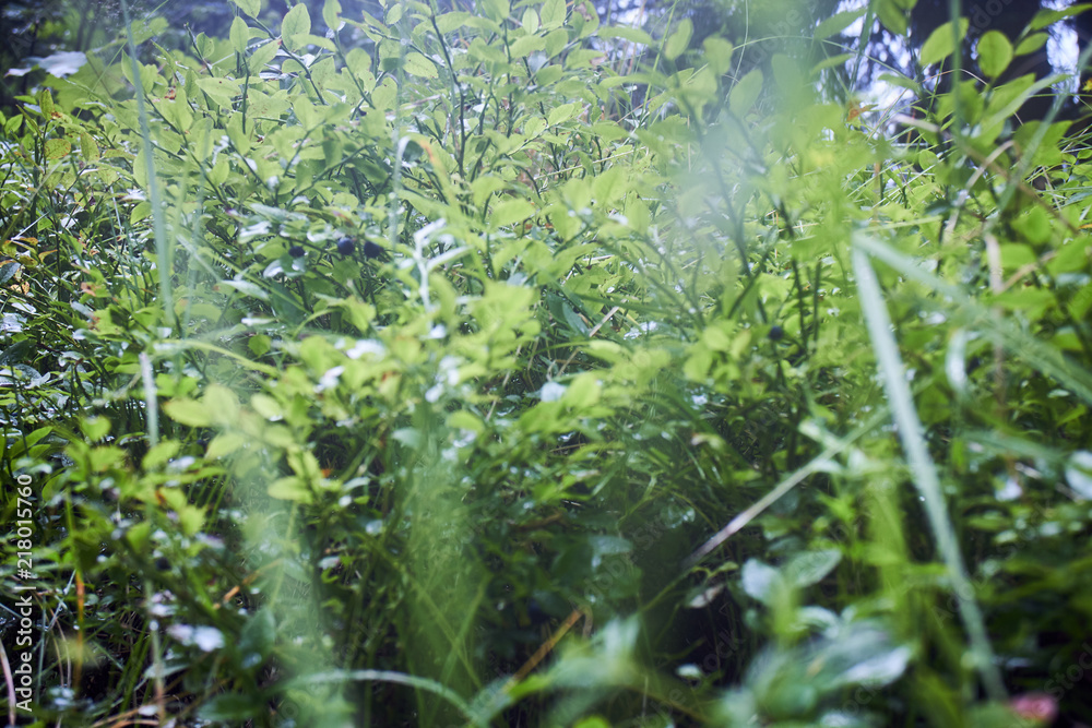 Greenery. Forest green. Summer in the mountains. Screensaver. Painting of nature. Greenery. Forest green. Summer in the mountains. Screensaver. Painting of nature.