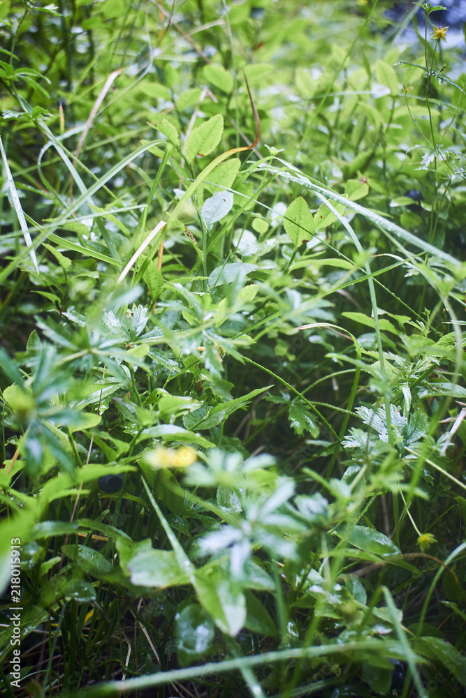 Obraz premium Greenery. Forest green. Summer in the mountains. Screensaver. Painting of nature.