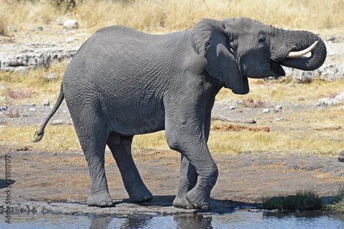 Elefant (loxodonta africana) am Wasserloch im Etosha Nationalpark