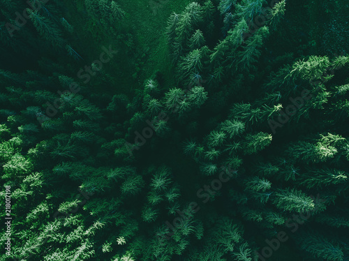 Aerial top view pine forest.