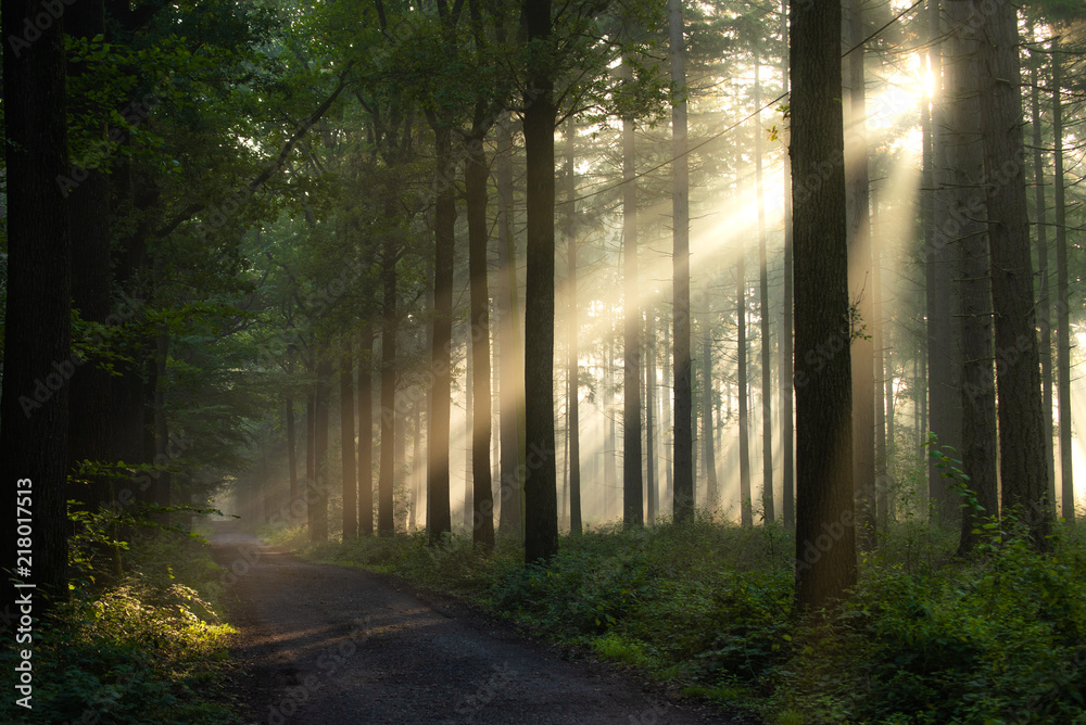 Light rays in a forest during sunrise