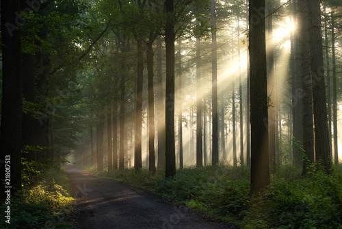 Fototapeta Naklejka Na Ścianę i Meble -  Light rays in a forest during sunrise