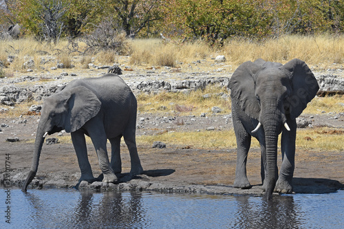 Afrikanische Elefanten  loxodonta africana  am Wasserloch im Etosha Nationalpark