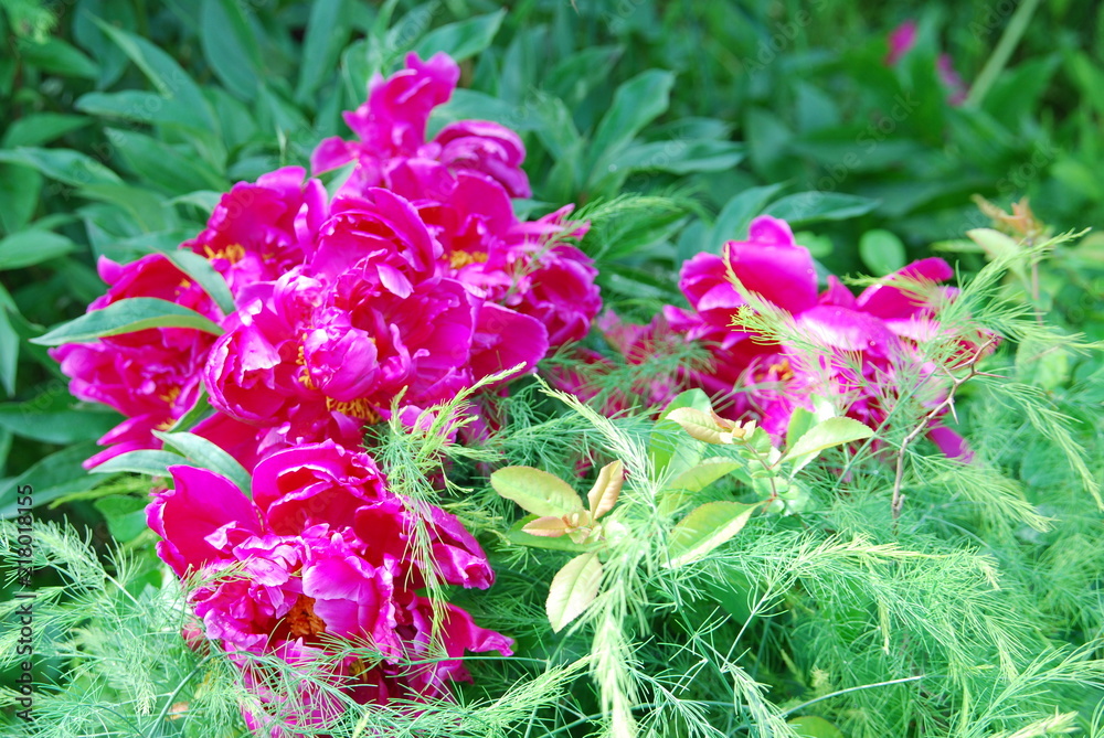 Obraz premium flowers