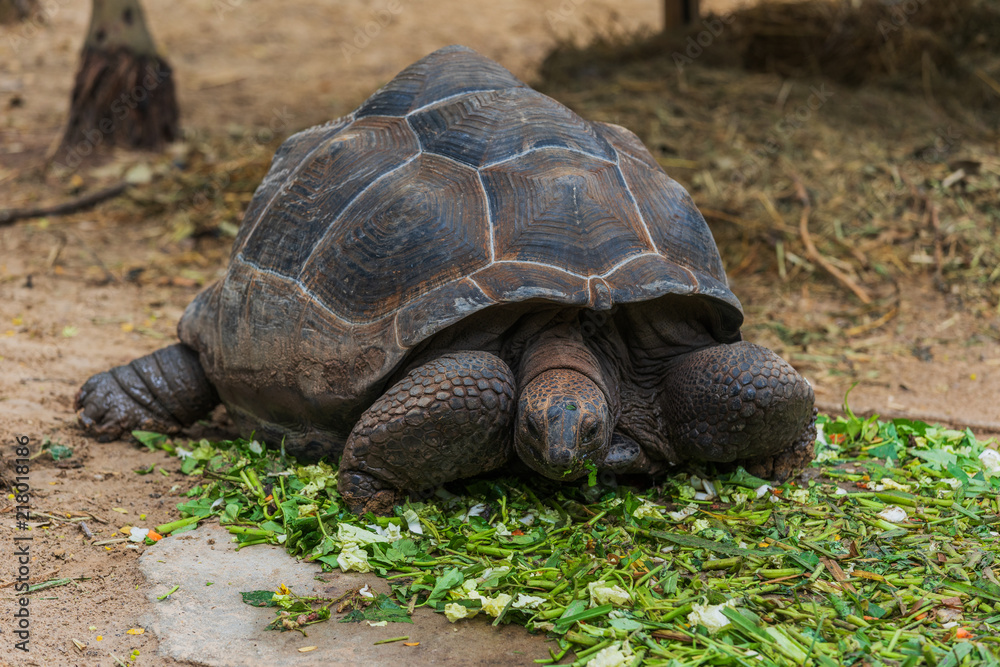 An Aldabra giant tortoise (Aldabrachelys gigantea) eating green leave An Aldabra giant tortoise (Aldabrachelys gigantea) eating green leave
