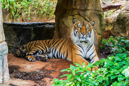 Bengal tiger resting in the forrest