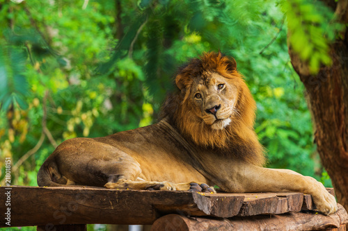 lion resting near a tree