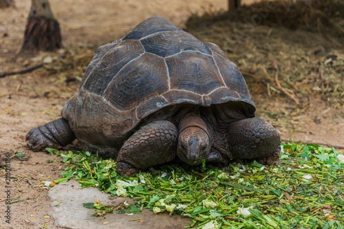 An Aldabra giant tortoise (Aldabrachelys gigantea) eating green leave