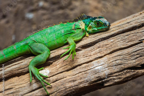 Lesser Antillean Green Iguana (Iguana delicatissima)