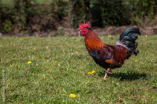 Coq en train de se promener dans le pré