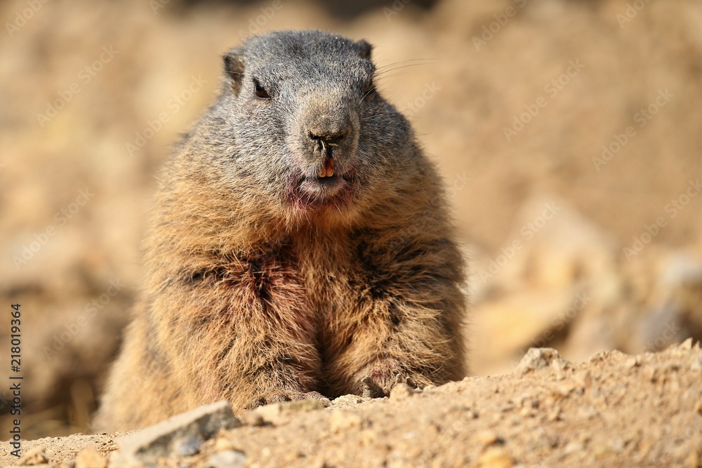 Beautiful marmot on the rocky area in the great mountain, Marmota marmota. Beautiful marmot on the rocky area in the great mountain, Marmota marmota.
