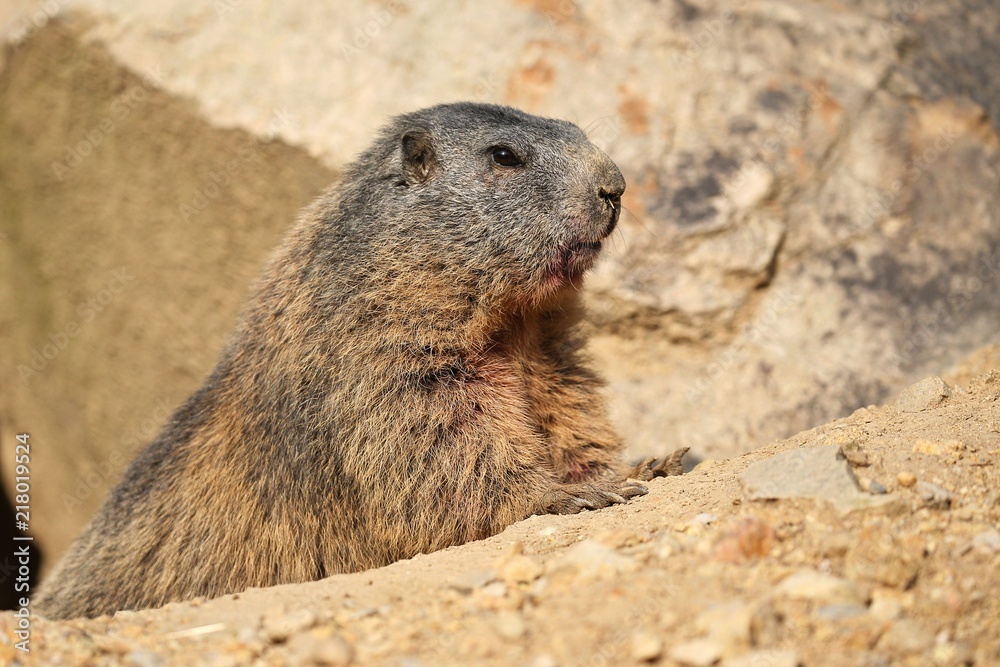Beautiful marmot on the rocky area in the great mountain, Marmota marmota. Beautiful marmot on the rocky area in the great mountain, Marmota marmota.