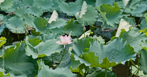 Pink lotus flower water pond