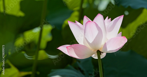 Lotus flower pond