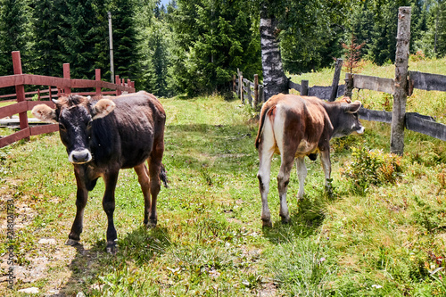A cow and a calf graze in a meadow. Cows in the mountains. Organic products. Ecology