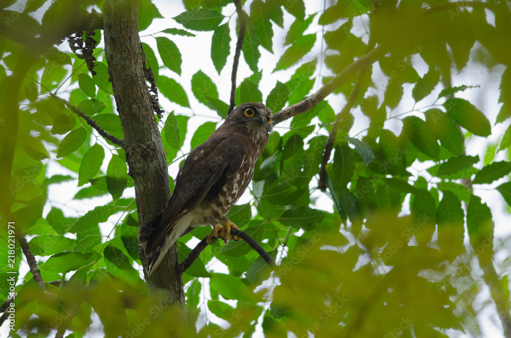 Brown Hawk Owl perch on the tree in nature Brown Hawk Owl perch on the tree in nature