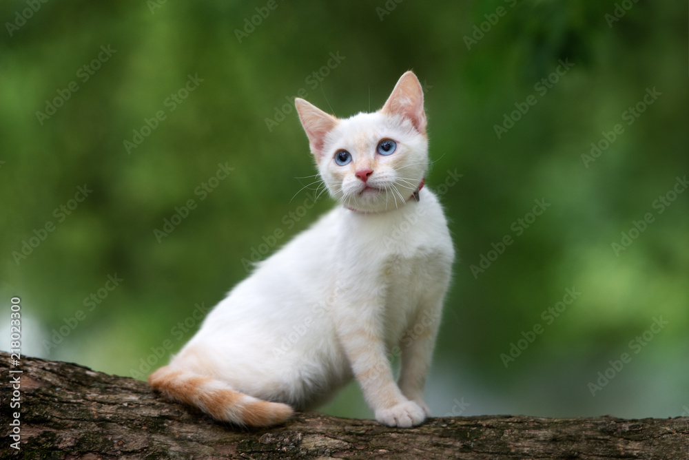 beautiful red point kitten with blue eyes posing outdoors