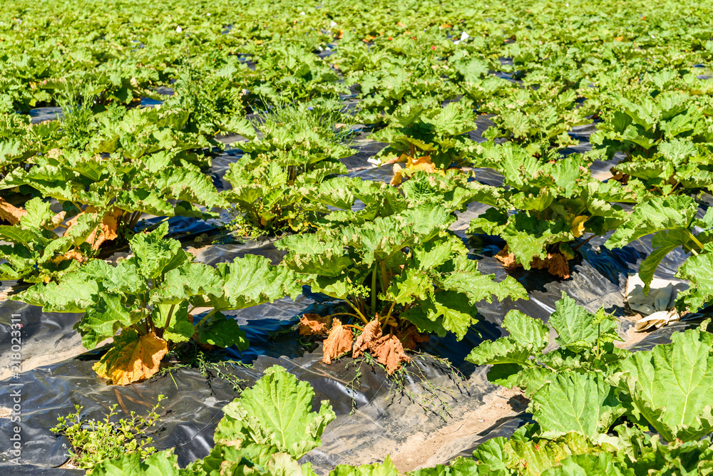 Fotografie Summer rhubarb field with plastic cover over soil