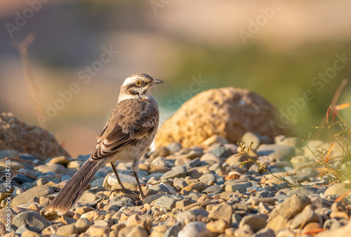 Canvas Print long tailed mockingbird looking for food