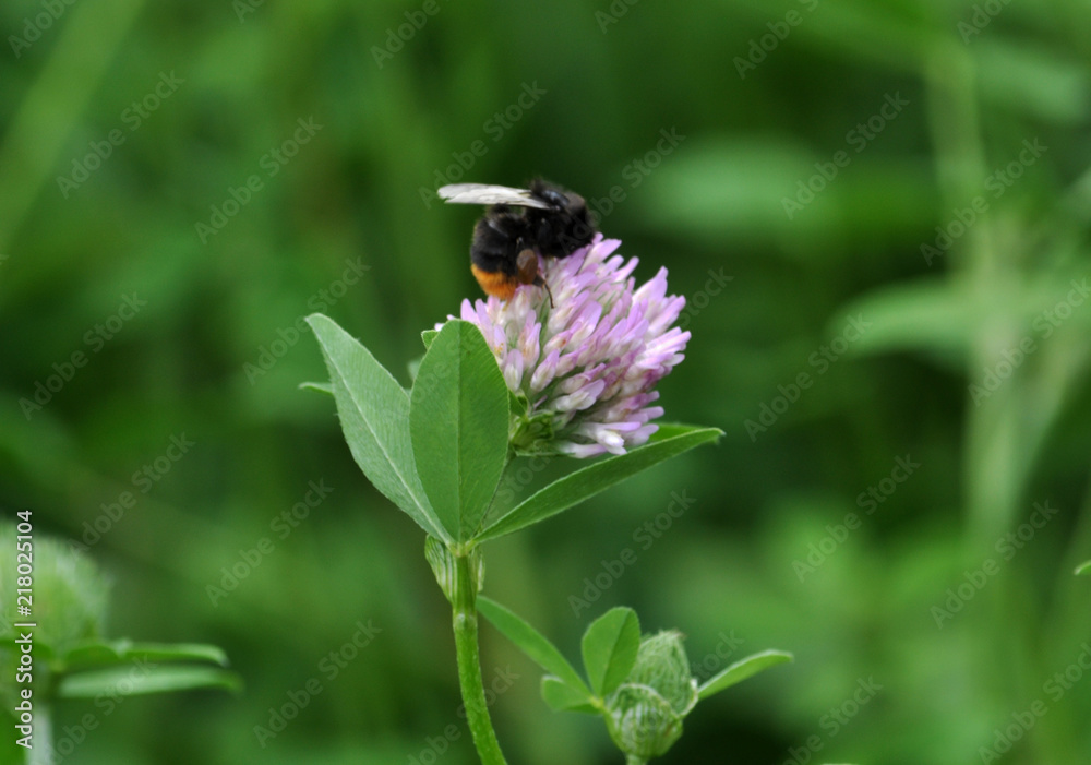 Flowers, stem and red clover leaves