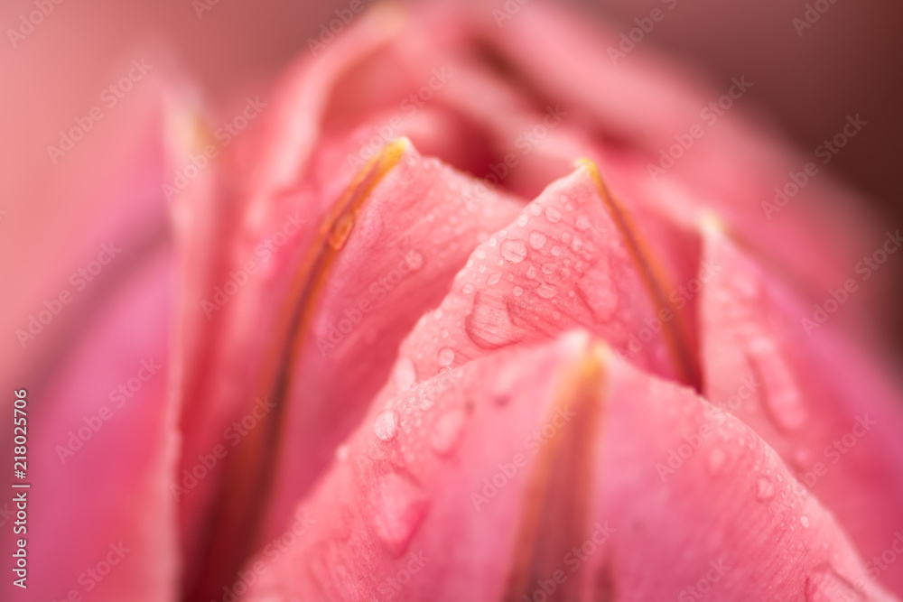 Pink tulip flower Pink tulip flower