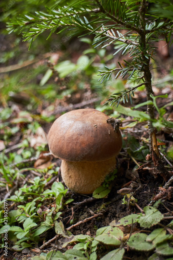 Porcini. Edible wild mushrooms. The power of intention. Energy of nature. Porcini. Edible wild mushrooms. The power of intention. Energy of nature.