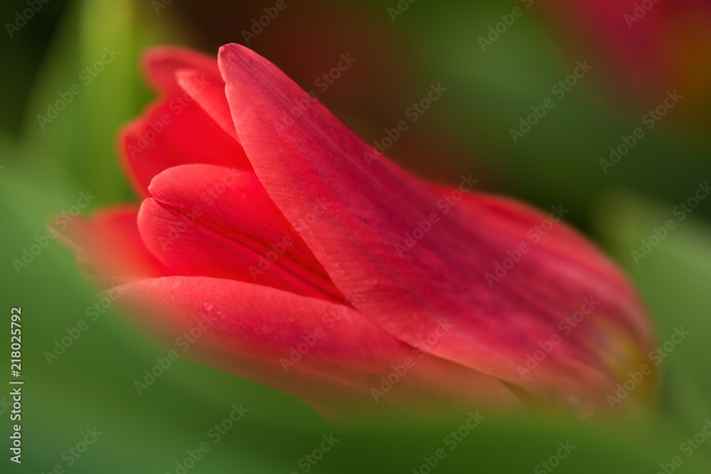 Tulip flower close-up Tulip flower close-up